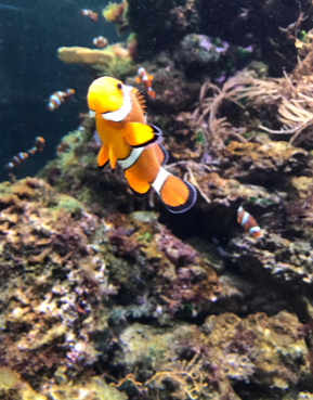 Ein Ausflug in das Tropen Aquarium 1